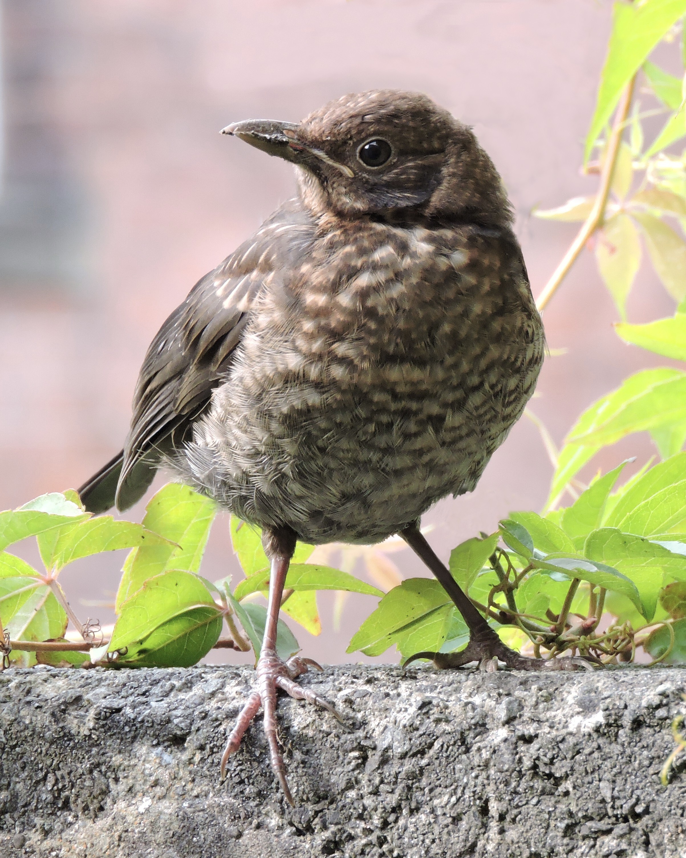 THRUSH 2 Bill Bagley Photography